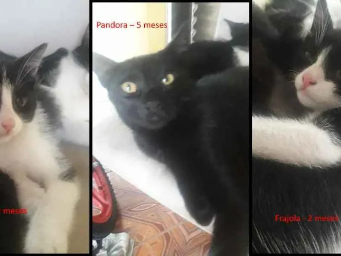 Gato raça SRD idade 2 a 6 meses nome Gatinhos filhotes
