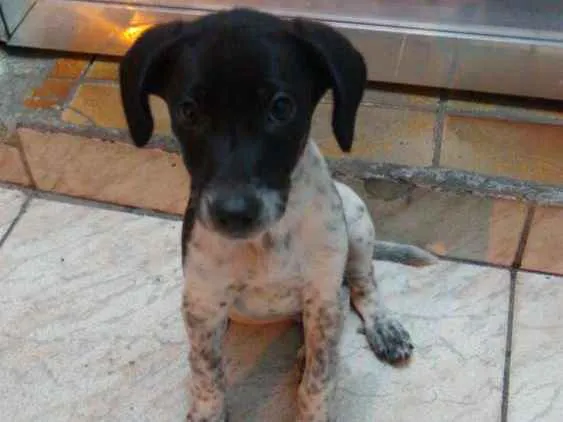 Cachorro ra a Sem raça definida idade 2 a 6 meses nome Milly