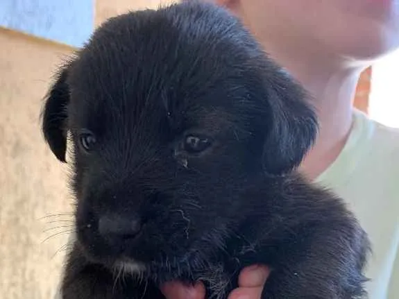 Cachorro ra a Labrador idade Abaixo de 2 meses nome Sem nome 