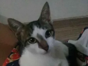 Gato raça SRD idade 3 anos nome Milk