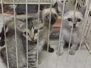 Gato raça Não definida  idade Abaixo de 2 meses nome Não tem 
