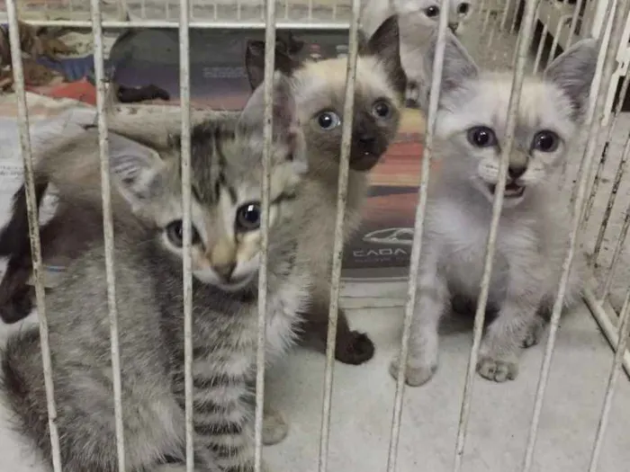 Gato ra a Não definida  idade Abaixo de 2 meses nome Não tem 