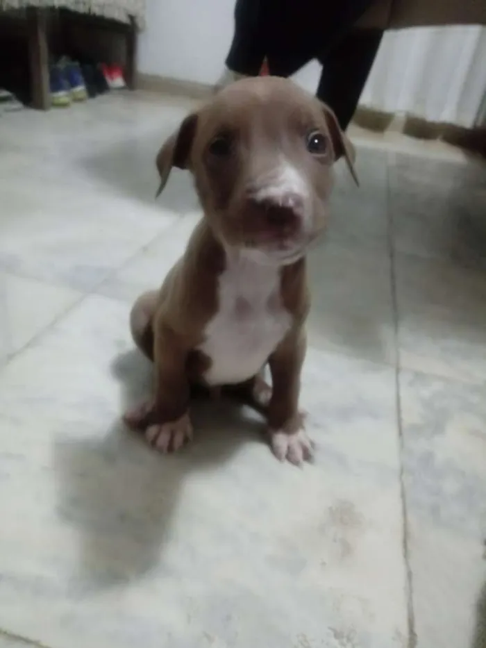 Cachorro ra a Pitbull com indefinida idade Abaixo de 2 meses nome Sky