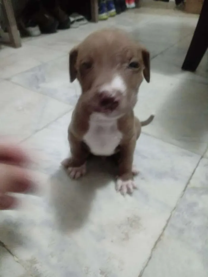 Cachorro ra a Pitbull com indefinida idade Abaixo de 2 meses nome Sky