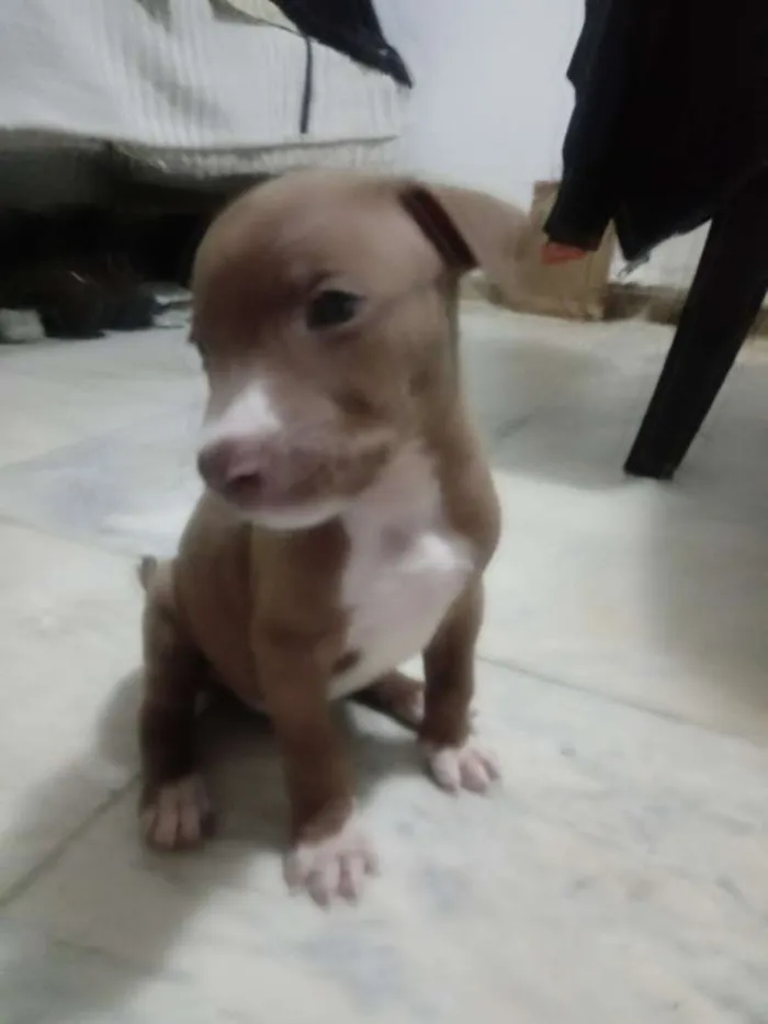 Cachorro ra a Pitbull com indefinida idade Abaixo de 2 meses nome Sky