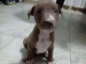 Cachorro raça Pitbull com indefinida idade Abaixo de 2 meses nome Sky