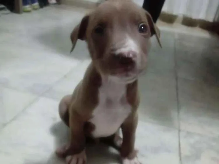 Cachorro ra a Pitbull com indefinida idade Abaixo de 2 meses nome Sky