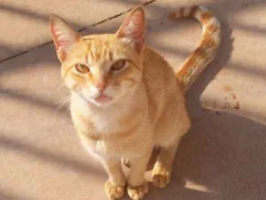 Gato raça srd idade 1 ano nome Theo