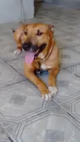 Marrom