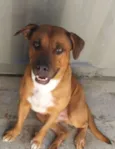 Apolo