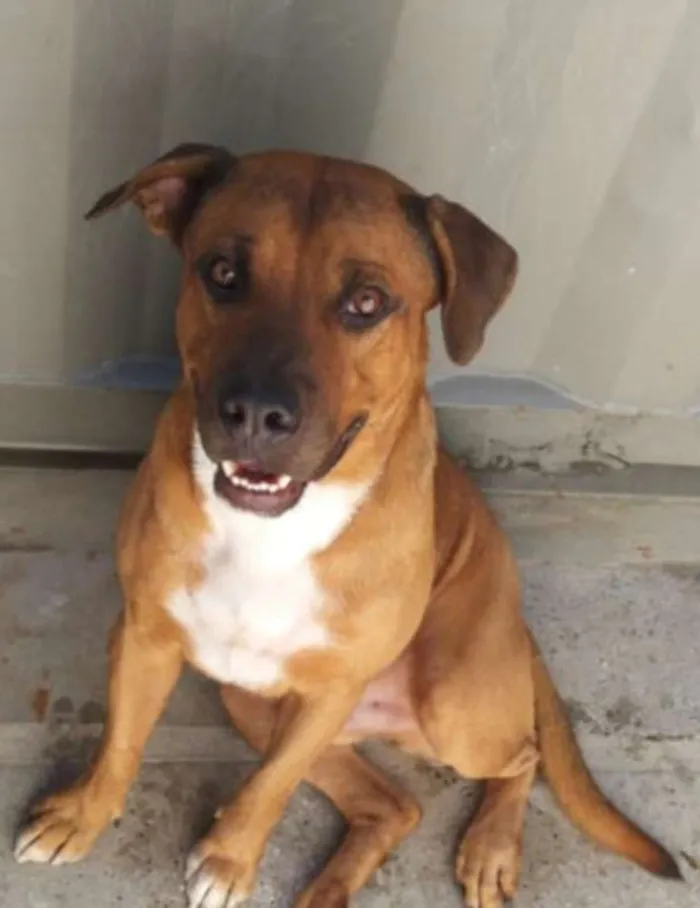 Cachorro ra a Labrador idade 3 anos nome Apolo
