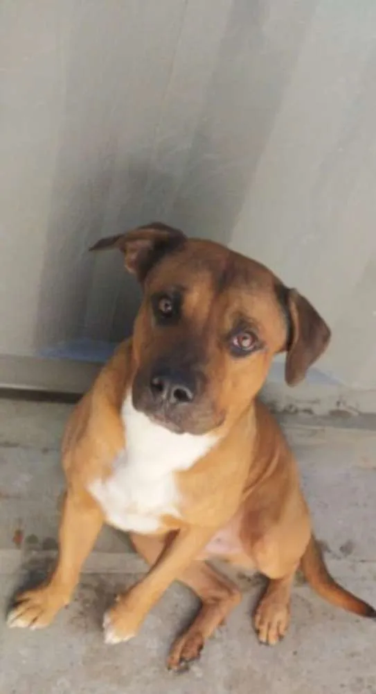 Cachorro ra a Labrador idade 3 anos nome Apolo