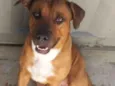 Apolo
