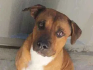 Cachorro raça Labrador idade 3 anos nome Apolo