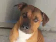 Apolo