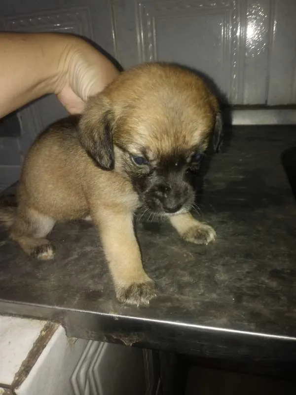 Cachorro ra a Sem Raça Definida idade Abaixo de 2 meses nome Doguinhos