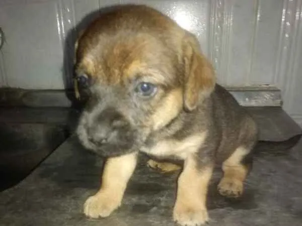Cachorro ra a Sem Raça Definida idade Abaixo de 2 meses nome Doguinhos