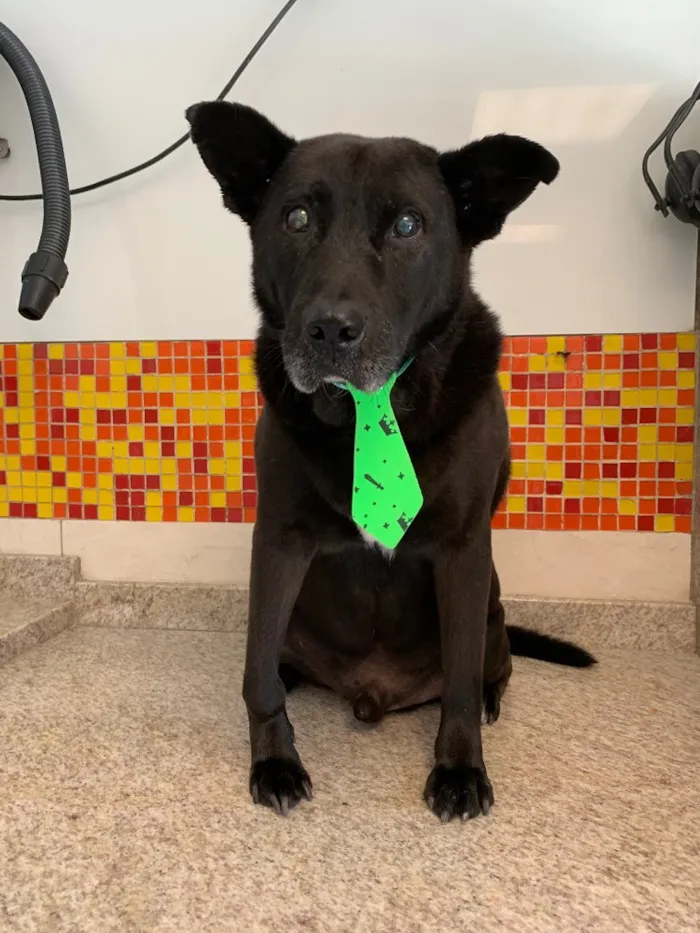 Cachorro raça SRD idade 6 ou mais anos nome Negão 