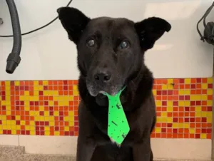 Cachorro raça SRD idade 6 ou mais anos nome Negão 