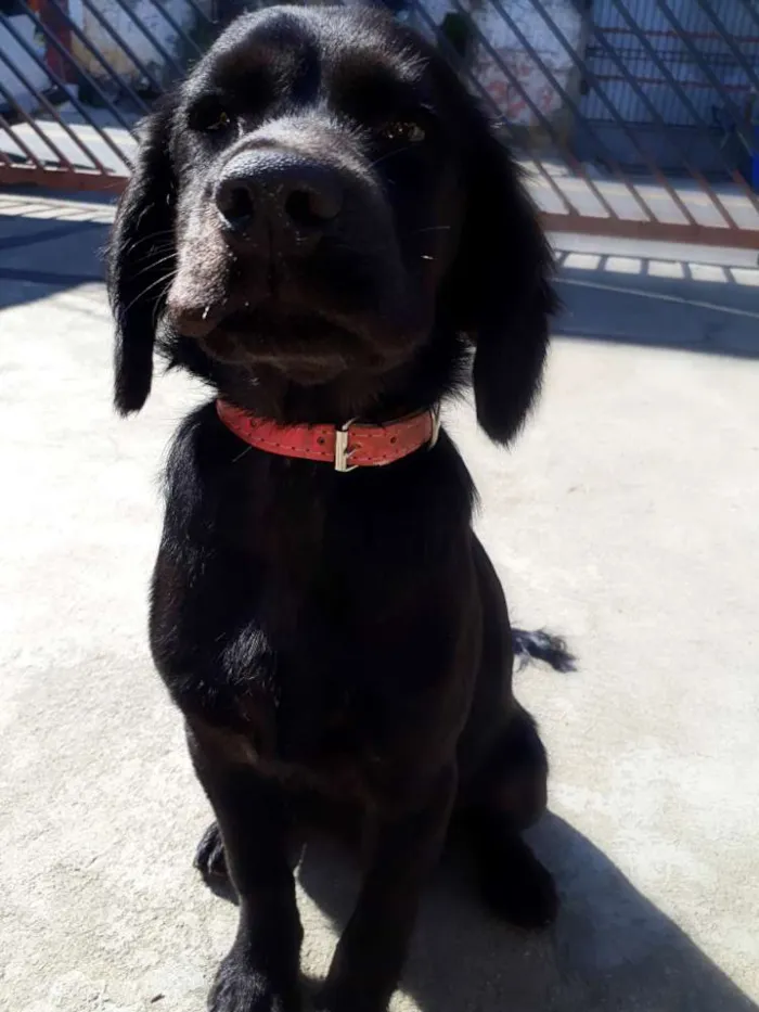 Cachorro ra a Viralata idade 2 a 6 meses nome Preta