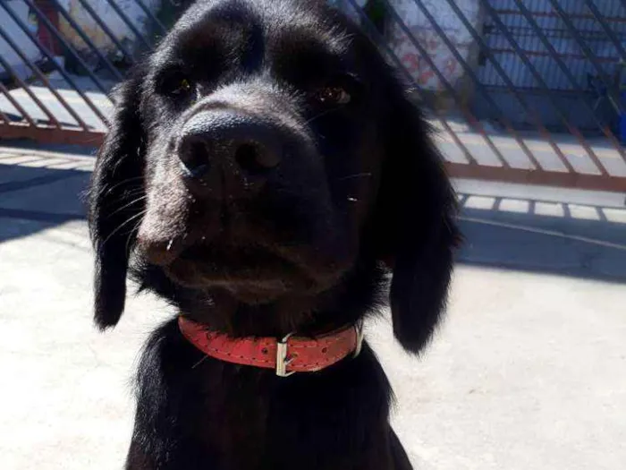 Cachorro ra a Viralata idade 2 a 6 meses nome Preta