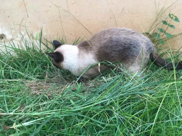 Gato ra a  idade 1 ano nome Lisa 