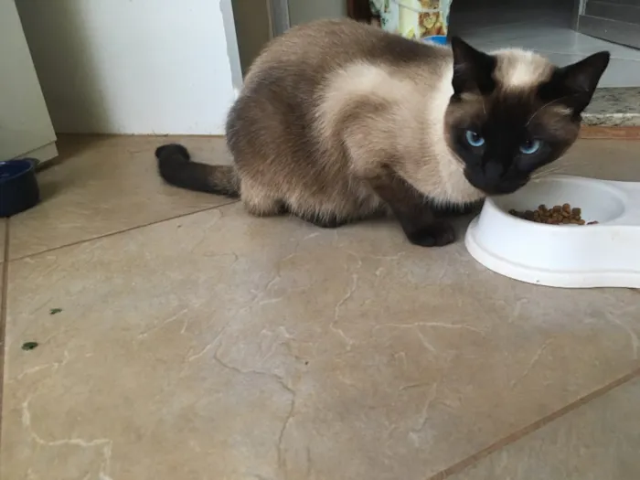 Gato ra a  idade 1 ano nome Lisa 