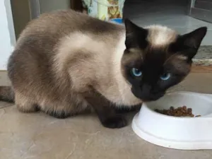 Gato raça  idade 1 ano nome Lisa 
