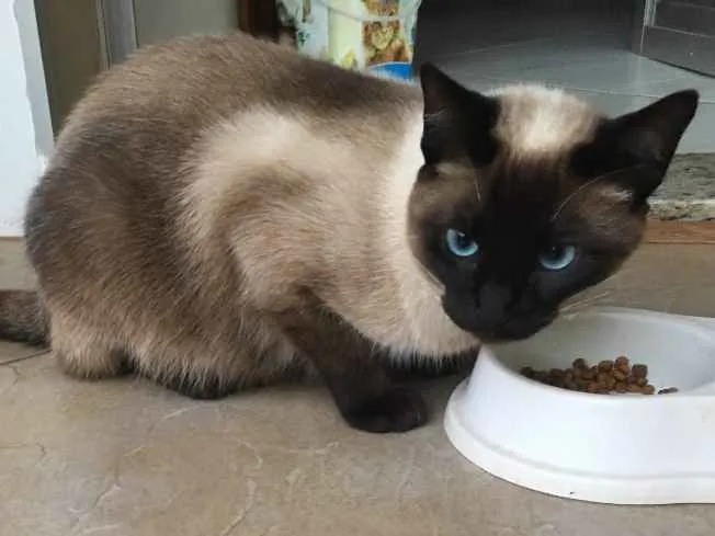 Gato ra a  idade 1 ano nome Lisa 