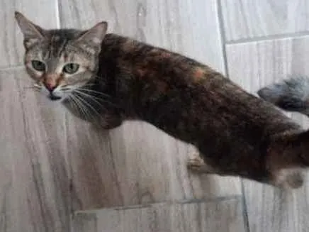 Gato ra a Vira lata  idade 2 anos nome Não Sei 