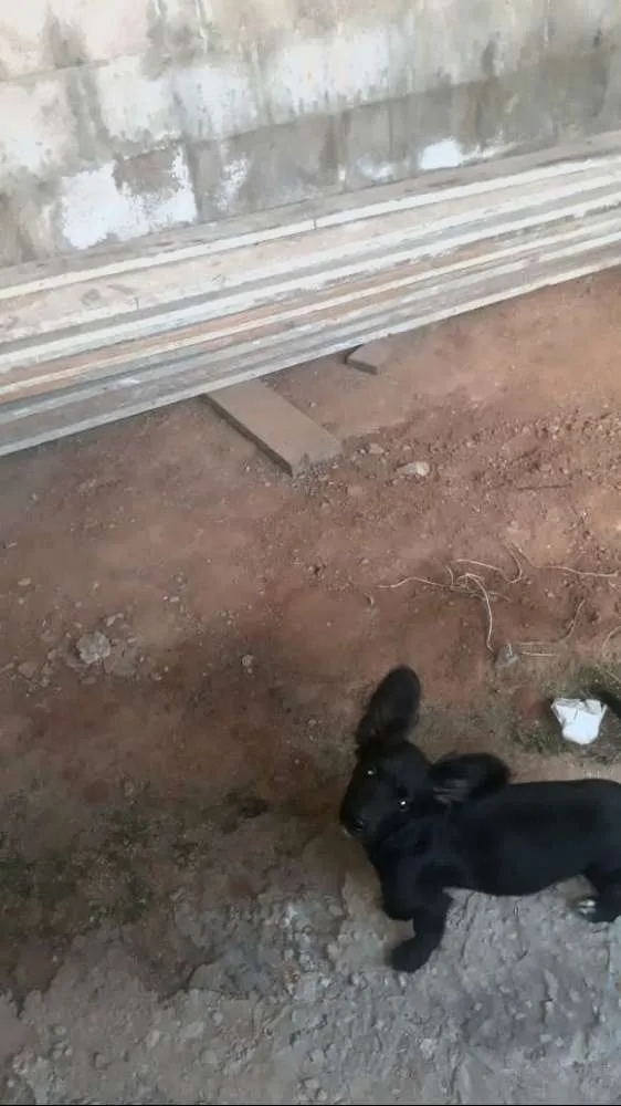 Cachorro ra a Srd idade 2 a 6 meses nome Lilica