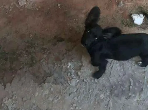 Cachorro ra a Srd idade 2 a 6 meses nome Lilica