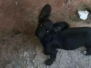 Cachorro raça Srd idade 2 a 6 meses nome Lilica