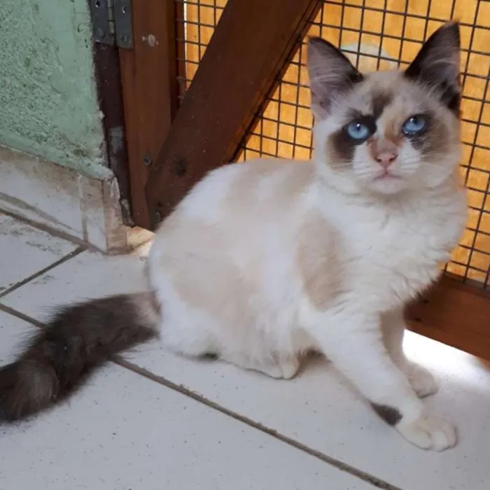 Gato ra a  idade 2 a 6 meses nome 3 MESES