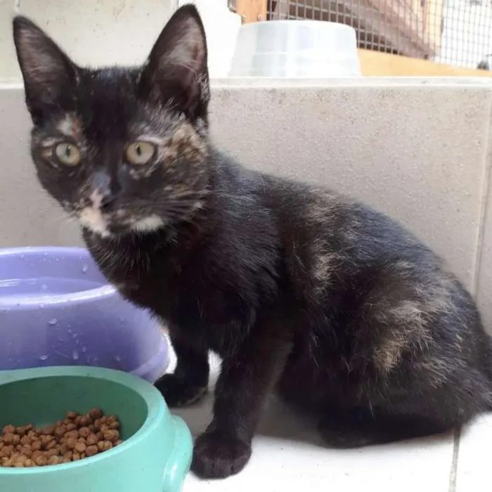 Gato ra a  idade 2 a 6 meses nome 3 MESES