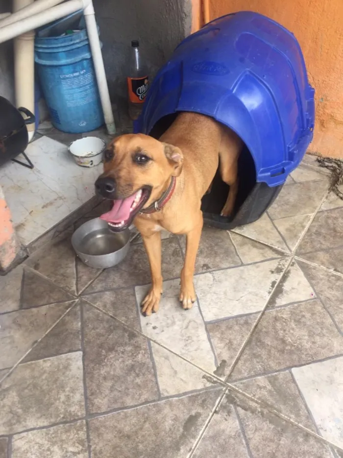 Cachorro ra a Indefinida idade 7 a 11 meses nome Lulu