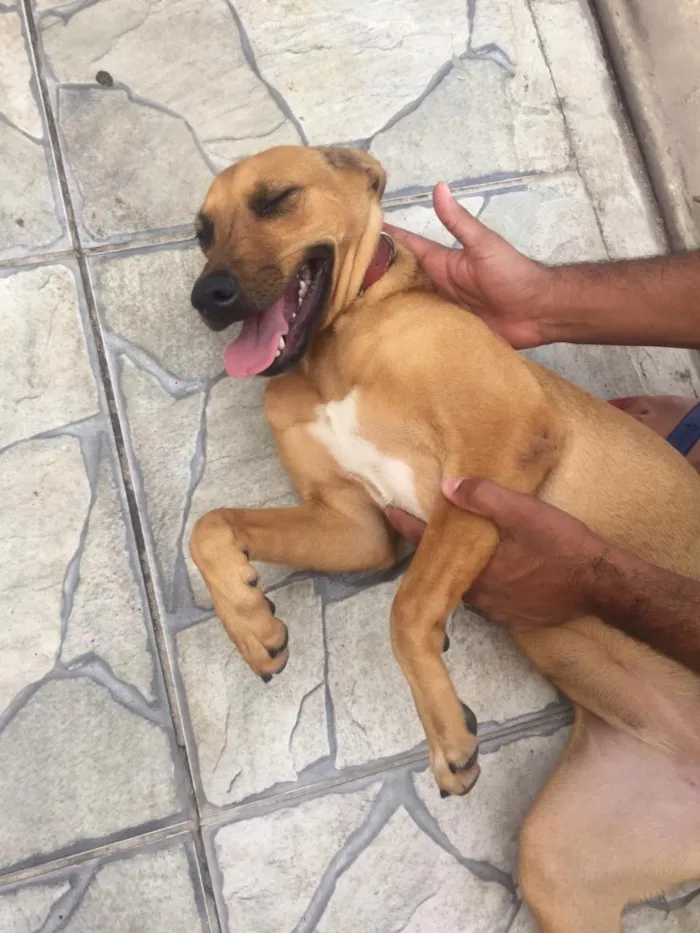 Cachorro ra a Indefinida idade 7 a 11 meses nome Lulu