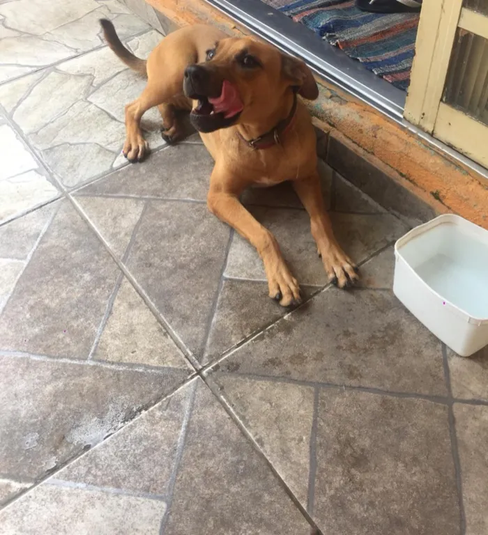 Cachorro ra a Indefinida idade 7 a 11 meses nome Lulu