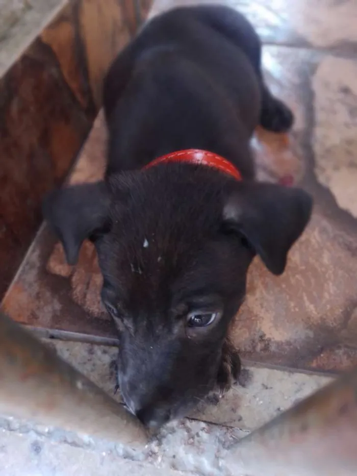 Cachorro ra a Não tem idade Abaixo de 2 meses nome Filhotes