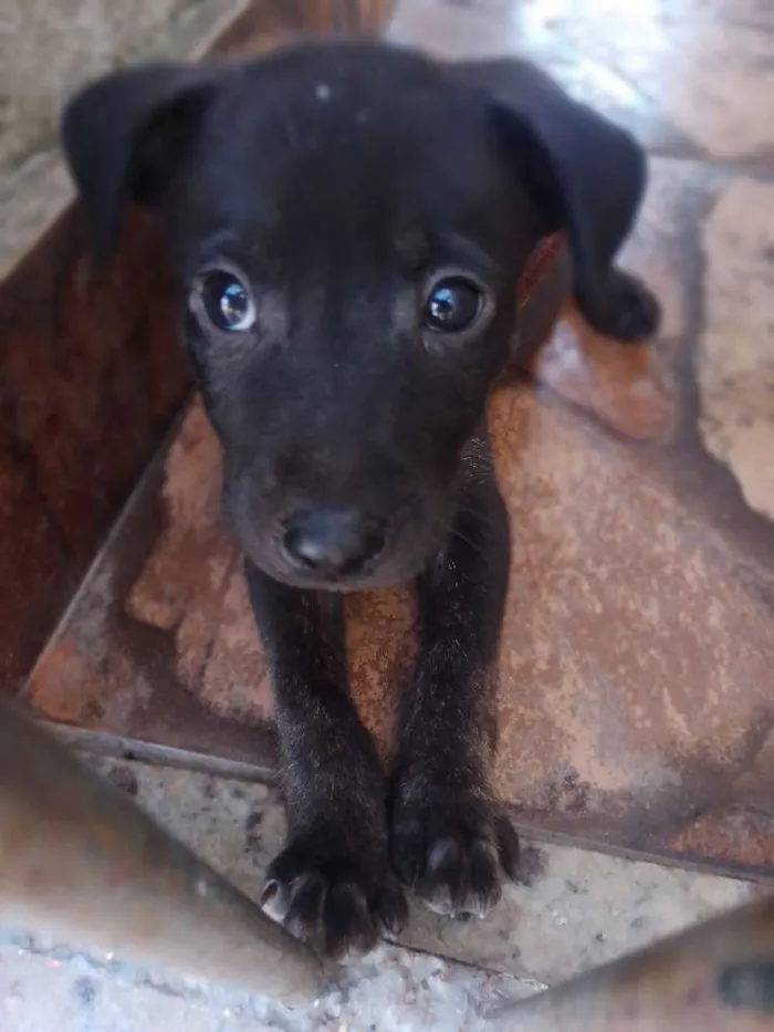 Cachorro ra a Não tem idade Abaixo de 2 meses nome Filhotes