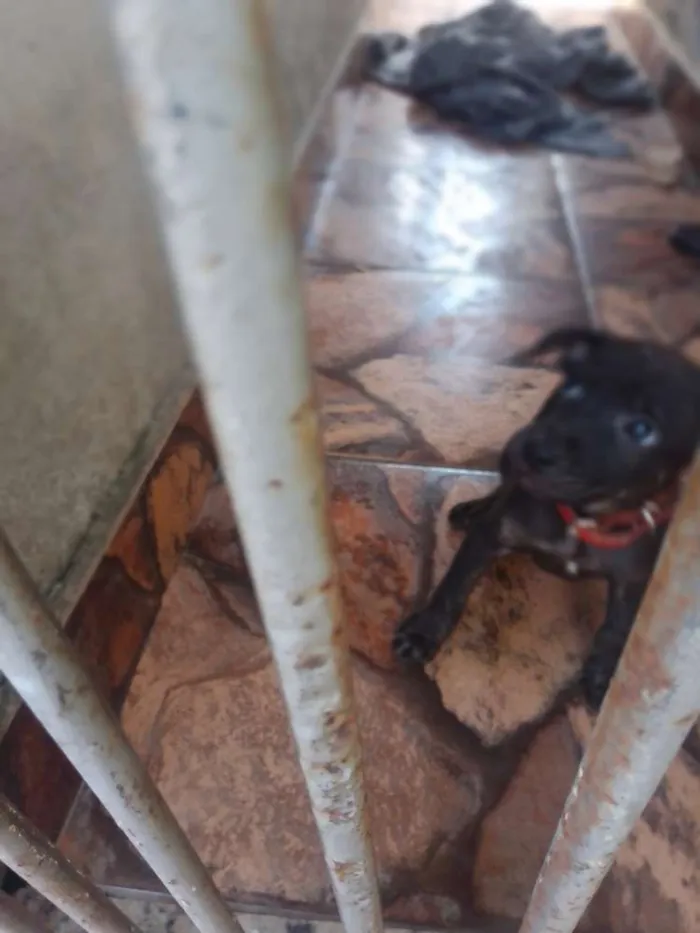 Cachorro ra a Não tem idade Abaixo de 2 meses nome Filhotes