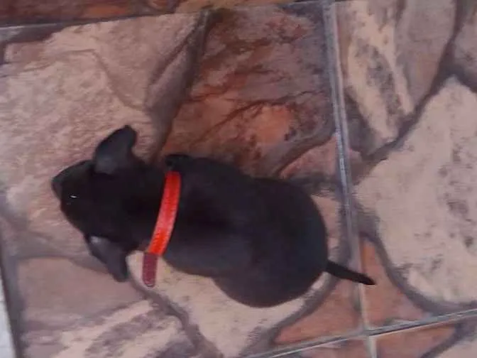 Cachorro ra a Não tem idade Abaixo de 2 meses nome Filhotes