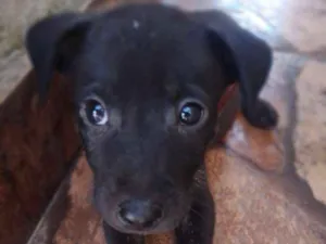 Cachorro raça Não tem idade Abaixo de 2 meses nome Filhotes