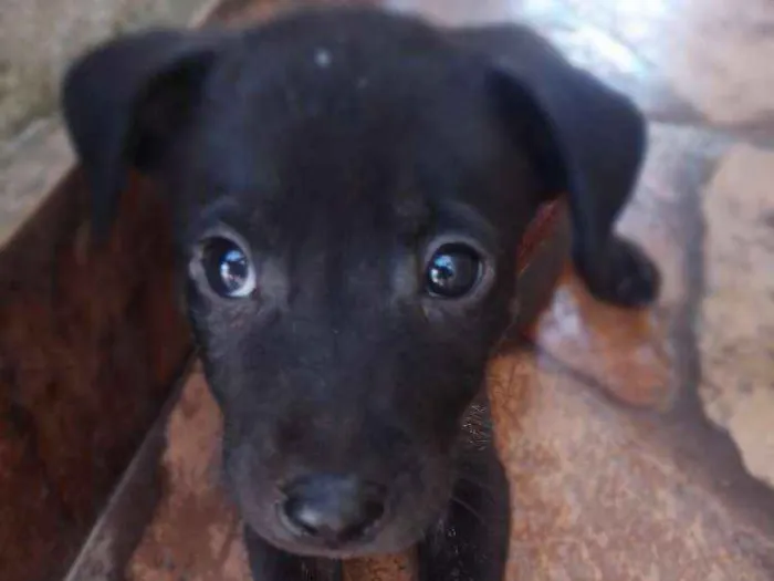 Cachorro ra a Não tem idade Abaixo de 2 meses nome Filhotes