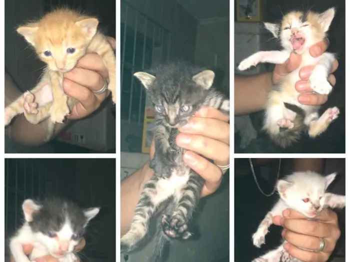 Gato raça Não sei idade Abaixo de 2 meses nome Não tem nomes ainda.