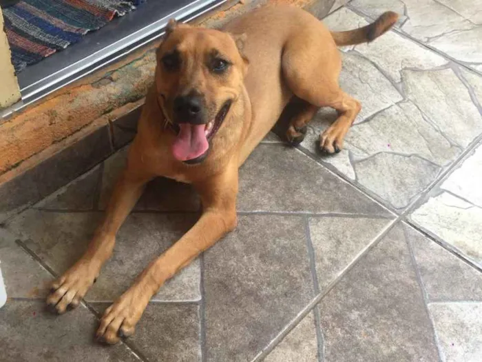 Cachorro ra a Indefinida idade 7 a 11 meses nome Lulu