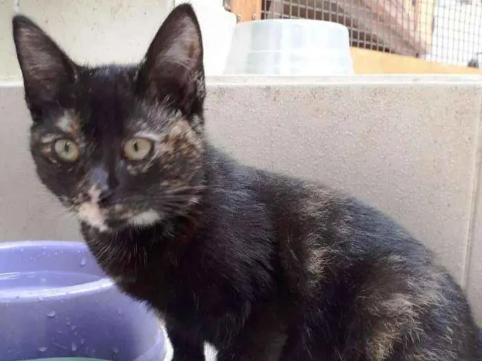 Gato ra a  idade 2 a 6 meses nome 3 MESES
