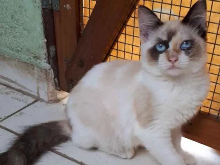 Gato ra a  idade 2 a 6 meses nome 3 MESES
