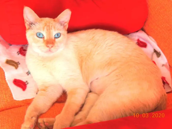 Gato ra a SRD idade 2 anos nome Alemão