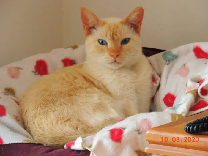 Gato ra a SRD idade 2 anos nome Alemão